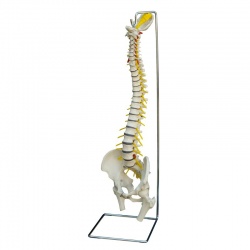 Rudiger Extra-Flexible Life Size Anatomical Spine Model with Herniated Disc